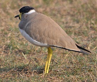 Yellow wattled lapwing